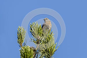 Female western Bluebird on a tree