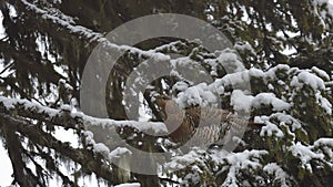 Female western capercaillie in snow / Western capercaillie
