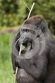 Female western lowland gorilla