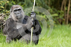 Female western lowland gorilla