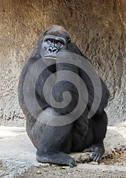 Female Western lowland gorilla with quizzical expression, Dallas Zoo