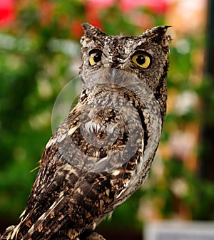 Female Western Screech Owl