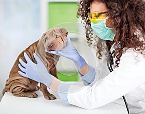 Female wet with stethoscope examines puppy Shar Pei dog