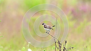 Female whinchat (Saxicola rubetra)