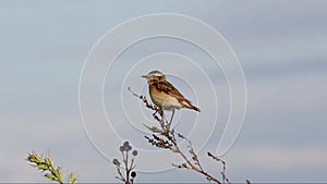 Female Whinchat (Saxicola rubetra) sitting on a dry blade of grass