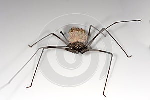 Female whip spider