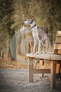 Female of whippet is standing on bench.