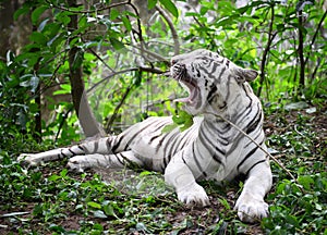 Female white bengal tiger