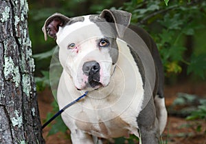 Female White and Blue Gray American Pit Bull Terrier dog outside on leash