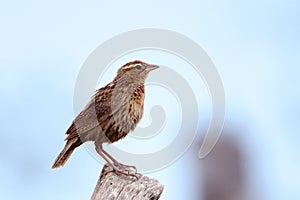 Female of White-browed Meadowlark Sturnella superciliaris perched on a fence post photo