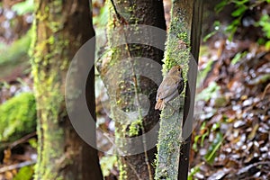 Female White-browed Shortwing climbing on wood with moss in the