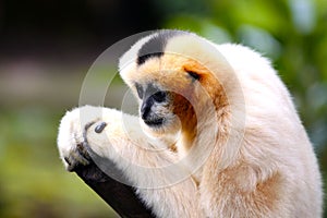 Female White-Cheeked Gibbon