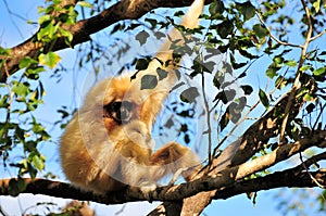 Female white-cheeked Gibbon monkey