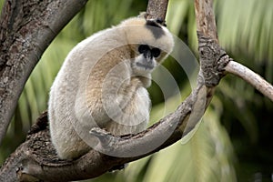 The female white cheeked gibbon is sitting on a tree branch