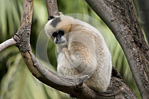 The female white cheeked gibbon is sitting on a tree branch