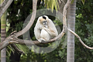 The female white cheeked gibbon is sitting on a tree branch