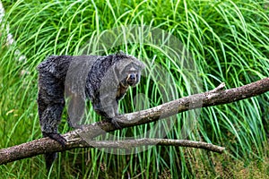 Female white-faced saki, golden-faced saki monkey on the tree