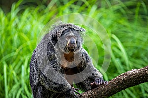 Female white-faced saki, golden-faced saki monkey on the tree