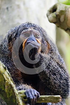 Female white-faced saki monkey, New World Saki Monkey