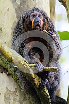 Female white-faced saki monkey, New World Saki Monkey