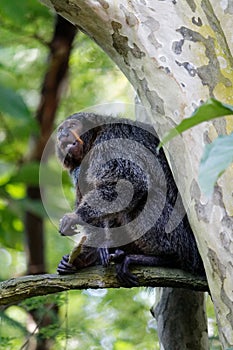 Female white-faced saki monkey, New World Saki Monkey