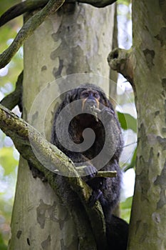 Female white-faced saki monkey, New World Saki Monkey