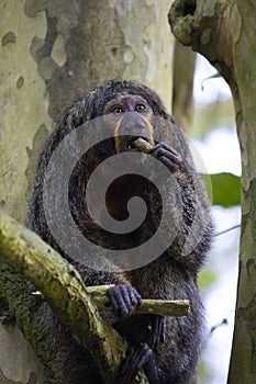 Female white-faced saki monkey, New World Saki Monkey