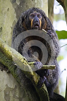 Female white-faced saki monkey, New World Saki Monkey