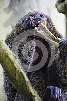 Female white-faced saki monkey, New World Saki Monkey