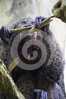 Female white-faced saki monkey, New World Saki Monkey