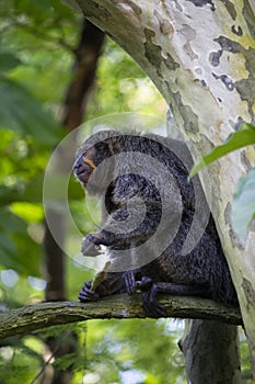 Female white-faced saki monkey, New World Saki Monkey