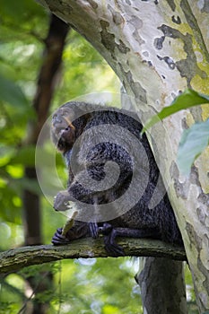 Female white-faced saki monkey, New World Saki Monkey