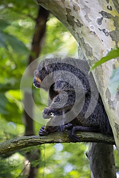 Female white-faced saki monkey, New World Saki Monkey