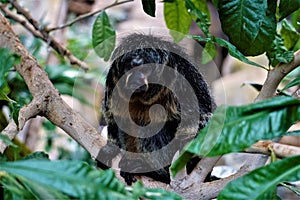 Female white-faced saki sitting in a tree