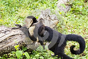 Female white-headed capuchin with baby - Cebus capucinus