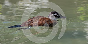 Female White Headed Duck