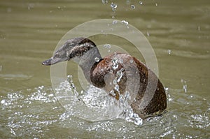 Female White Headed Duck bathing