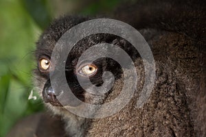 Female white-headed lemur Eulemur albifrons