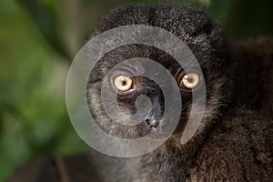 Female white-headed lemur Eulemur albifrons photo