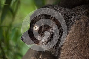 Female white-headed lemur Eulemur albifrons