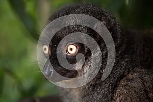 Female white-headed lemur Eulemur albifrons photo