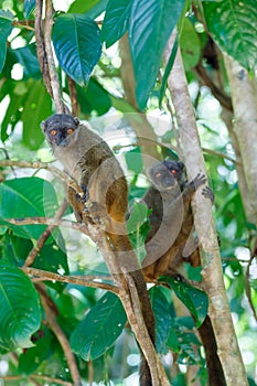 Female of white-headed lemur Madagascar wildlife