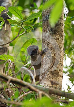 Female of white-headed lemur Madagascar wildlife