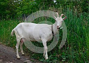 Female white horned goat , rural landscape close-up