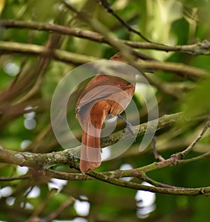 A Female White-Lined Tanager (Tachyphonus rufus)