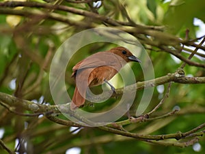 A Female White-Lined Tanager (Tachyphonus rufus)