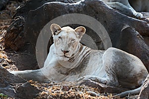 The female white lion