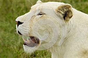 Female white lion