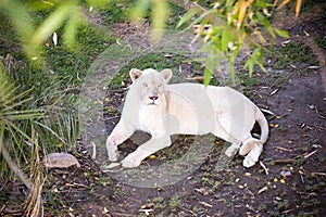 Female white lion