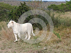 female white lion in africa